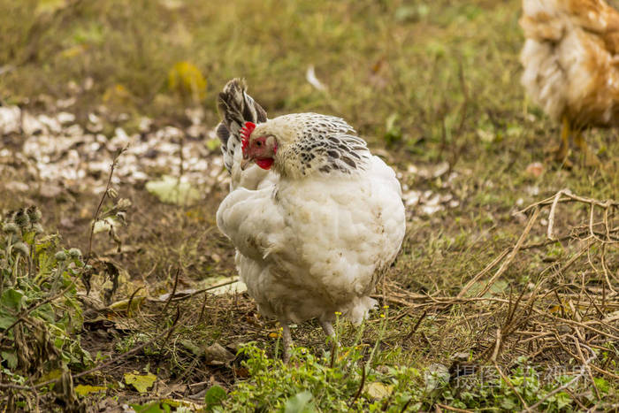 一只轻的苏塞克斯母鸡。 两用鸡蛋和肉。两用鸡蛋和肉。家鸟走在农场的草坪上。