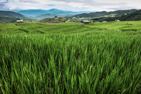 泰国北部多云天空的绿色稻田