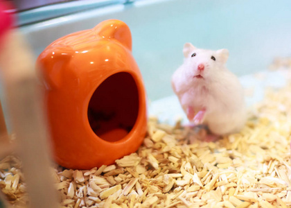 冬季白色仓鼠被称为冬季白矮星djungarian或西伯照片