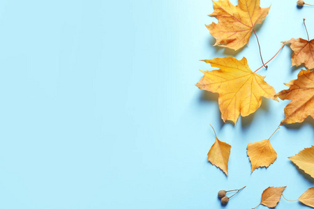 平躺构图与秋叶和文字空间的颜色背景