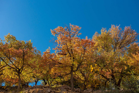 纳加尔山谷的秋天。 巴基斯坦北部地区