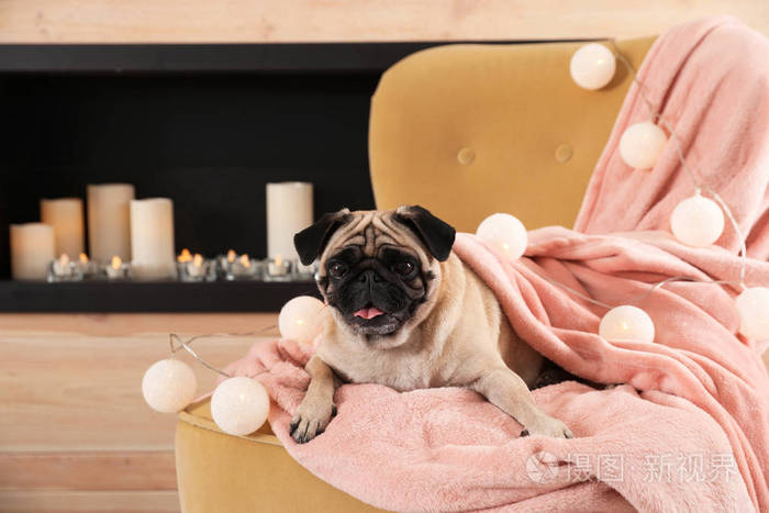 可爱的小狗,家里的椅子上有毯子和仙女灯. 舒适的冬天
