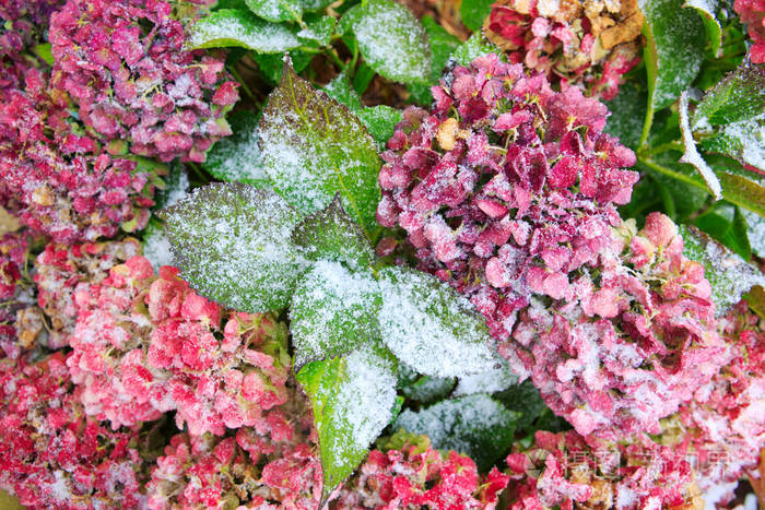 粉红霍滕西亚的花朵在降雪冬季背景