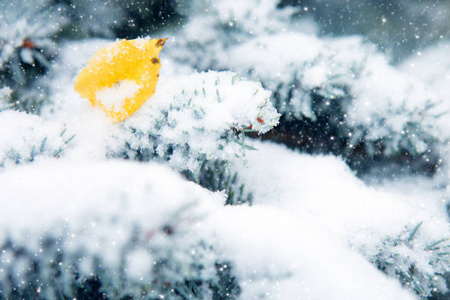 被雪覆盖的蓝色冷杉树和叶子。冬天背景与雪