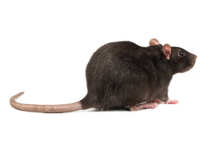 灰色老鼠站在白色背景的四条腿上