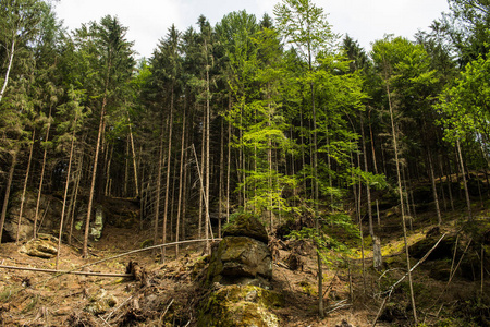 捷克瑞士国家公园松林和岩石的山景