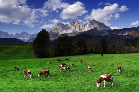 奥地利蒂罗尔州怀尔德凯泽山前放牧的奶牛