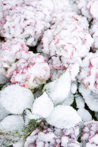 霍滕西亚在降雪中开花。冬季背景