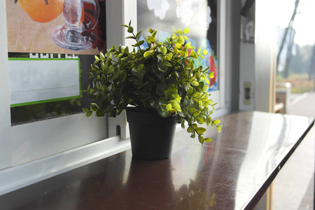 咖啡咖啡馆柜台上的一壶花