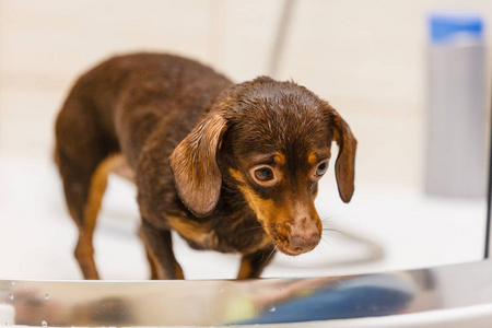 女人照顾她的小狗。女洗，清洗淋浴间下的dachshund..动物卫生概念。