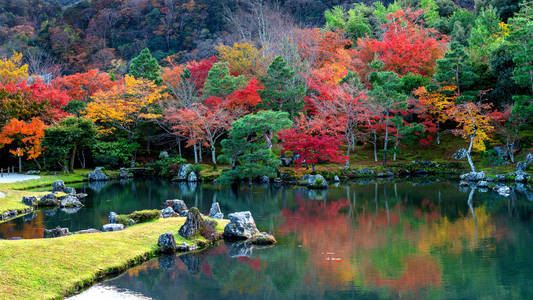 五颜六色的叶子在秋天公园，日本。