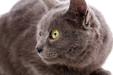 猫肖像没有品种。一只简单的灰猫