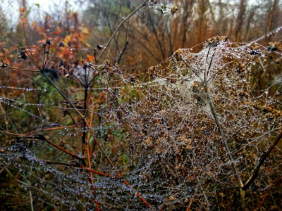 在秋天的蛛网和露珠