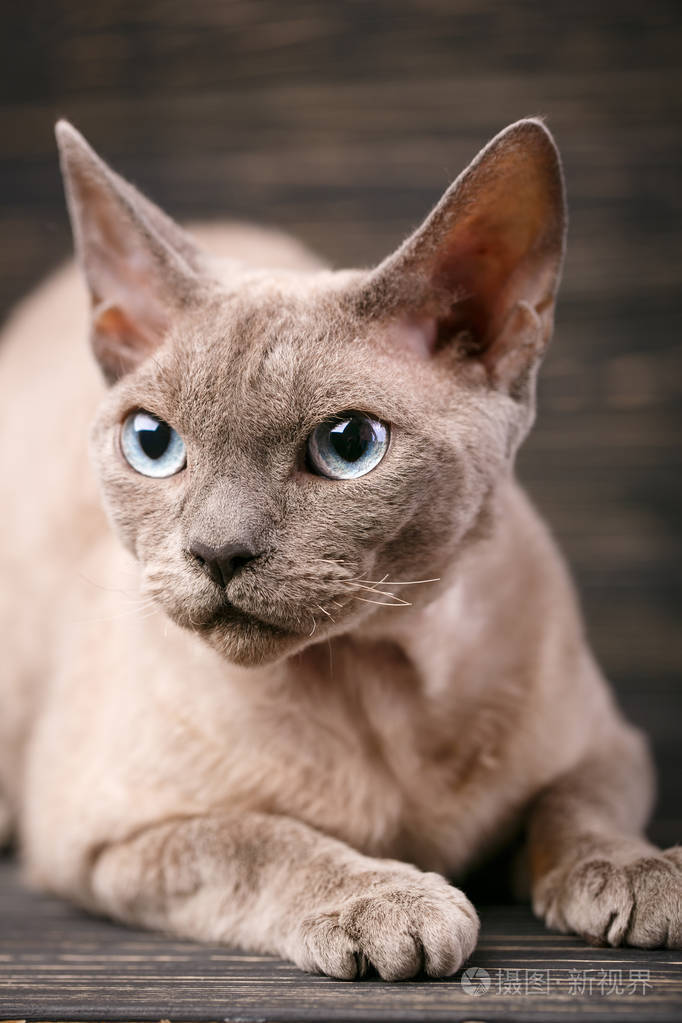 纯种的德文的德文戴蒙雷克斯猫肖像在黑暗