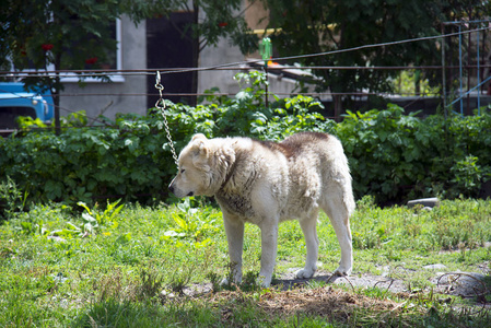 高加索牧羊犬在夏天户外