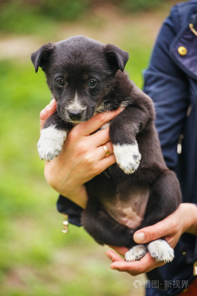 黑白狗坐在草地上无家可归的狗正在寻找一个家