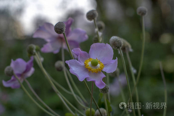 蚜虫粳稻开花植物日本蚜虫花开顶针草风花夏末初秋植物照片 正版商用图片148ylb 摄图新视界 蚜虫粳稻开花植物日本蚜虫花开顶针草风花夏末初秋植物照片 正版商用图片148ylb 摄图新视界