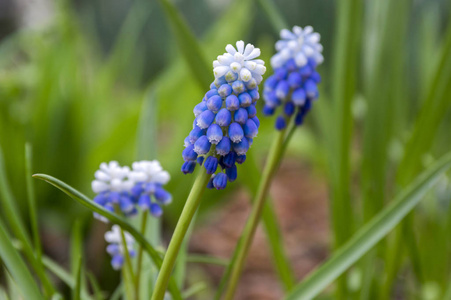 麝香蓝春花盛开