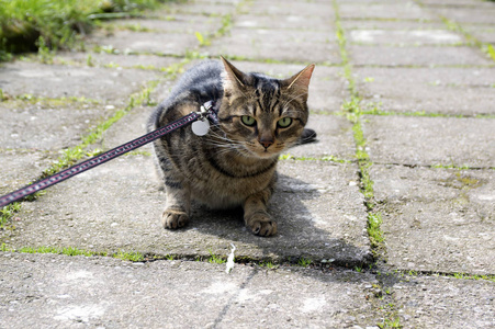 遛狗的猫，坐在人行道中间，眼睛接触