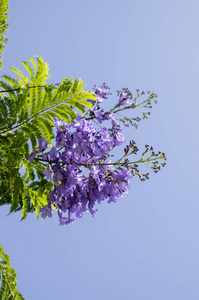 雅卡兰达慕西菲兰树，盛开着令人惊叹的蓝色紫罗兰花
