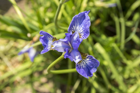 鸢尾花开着野花