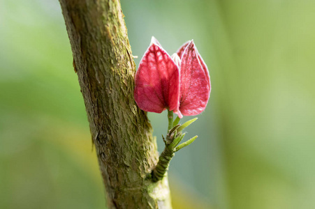 热带巴西开花植物美丽的鲜红色粉红色花开在茎上照片