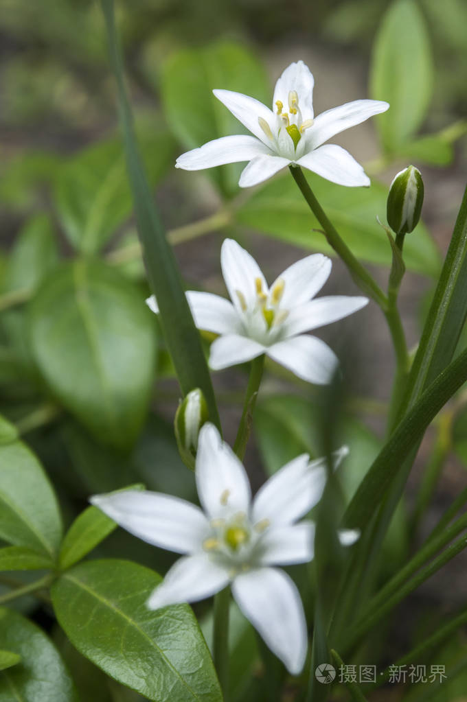 伞形花序草百合开花小观赏和野生植物