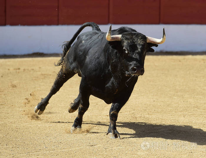 西班牙公牛在奇观中