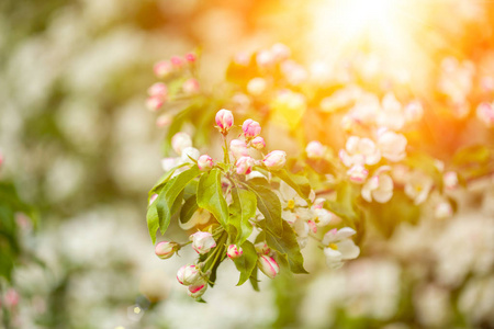 春天第一朵花。 春季或夏季盛开的景观背景。