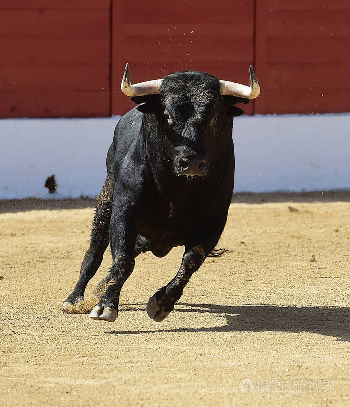 西班牙公牛在奇观中