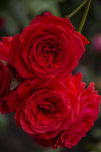 玫瑰花特写。 浅场深。 红玫瑰的春花。
