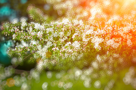 春天第一朵花。 春季或夏季盛开的景观背景。