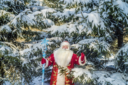 有趣而欢快的圣诞老人在清新的空气中，在森林和白雪覆盖的杉树枝上，新年快乐。