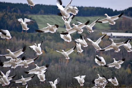 白鹅的迁移照片