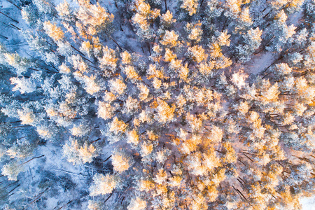 阳光明媚的冬天森林。 空中观景。 温暖的阳光照射下有霜冻的树。 雪林的纹理。 上面的风景。 圣诞节或新年背景。