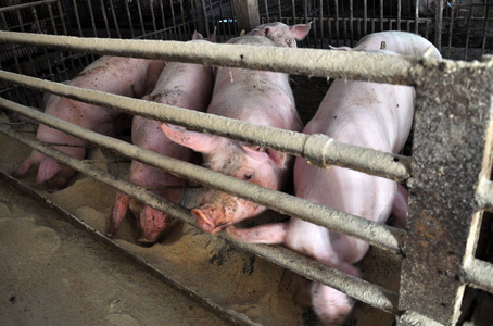 在农场里喂猪出售照片
