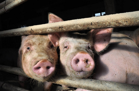 在农场里喂猪出售照片