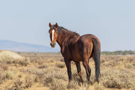 一匹美丽的野马在科罗拉多州的高沙漠夏季