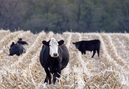 个收获玉米田牛的分组.相似素材图片