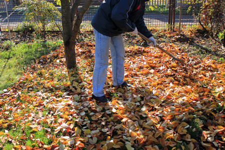 园丁在树下的花园里耙起一堆秋天落下来的叶子。