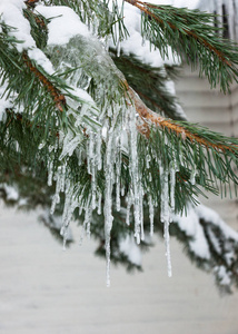 冬季雪杉枝上的冰柱