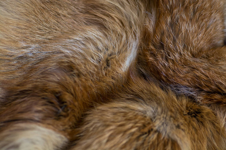 狐裘优雅豪华的红狐裘照片