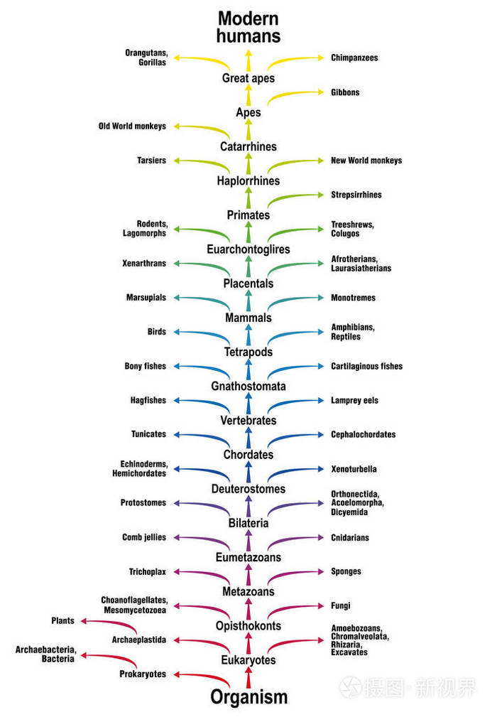 众生的生命之树 具有主干 序 子 和分支 相关生命形式 的生物科学系统发育树 从简单有机体到现代人类的分类 插画 正版商用图片149a2p 摄图新视界