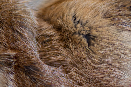 优雅豪华的红狐裘照片