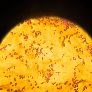 生物科学背景. 显微镜下的细菌特写.实验室显微镜.