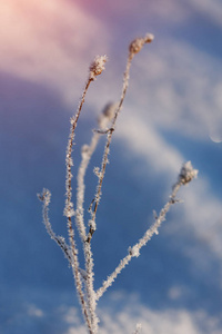 冬季仙境场景背景景观。 雪中的树木森林。 圣诞新年