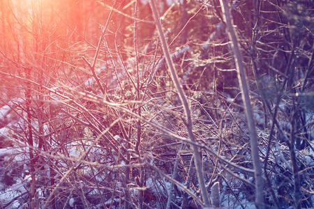 冬季仙境场景背景景观。 雪中的树木森林。 圣诞新年