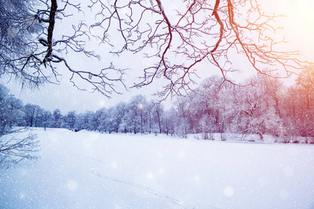 冬季仙境场景背景景观。 雪中的树木森林。 圣诞新年