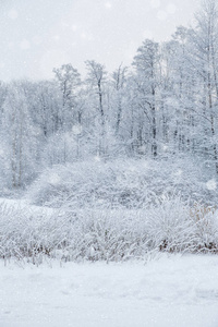 冬季仙境场景背景景观。 雪中的树木森林。 圣诞新年