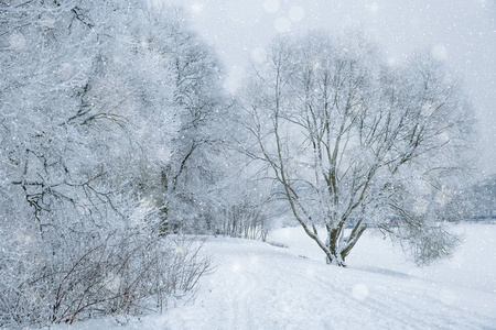 冬季仙境场景背景景观。 雪中的树木森林。 圣诞新年